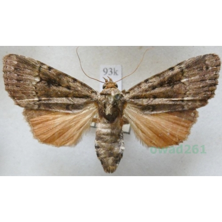 Amphipyra pyramidea (Linnaeus, 1758) Opłonka stogowica Czech93k